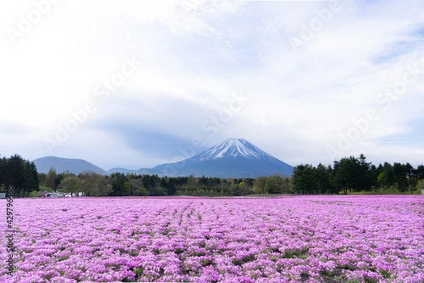 Obraz 富士山と芝桜