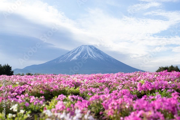 Obraz 富士山と芝桜