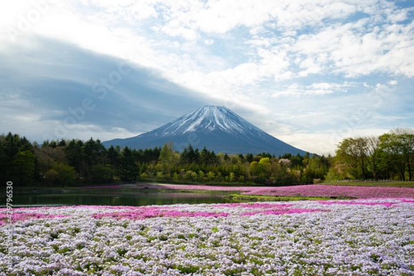 Obraz 富士山と芝桜