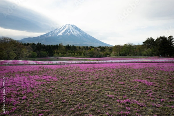 Obraz 富士山と芝桜