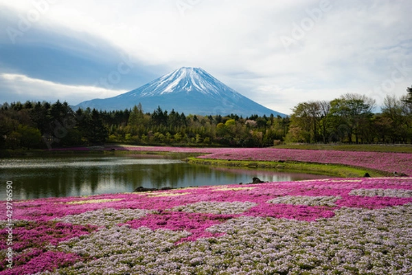 Obraz 富士山と芝桜