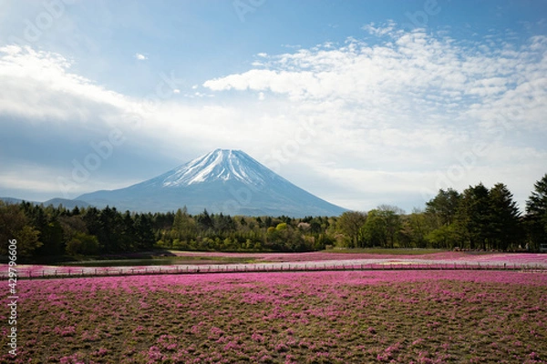 Obraz 富士山と芝桜