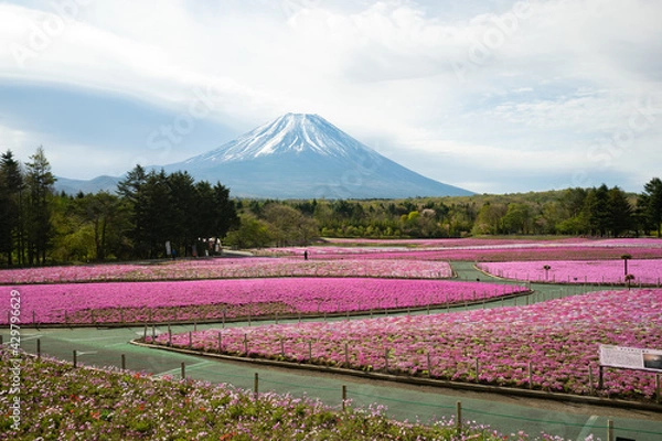 Obraz 富士山と芝桜