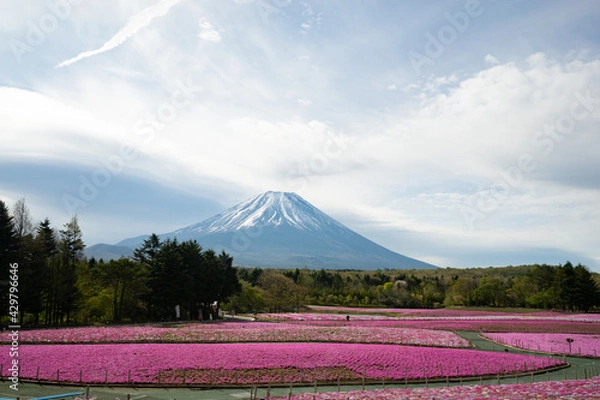 Obraz 富士山と芝桜