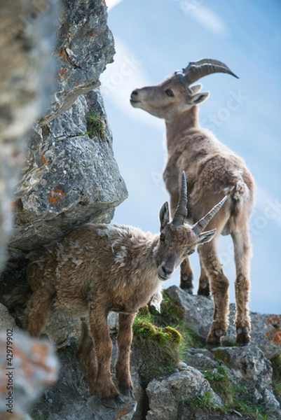 Obraz Two young alpine ibex (lat. Capra ibex