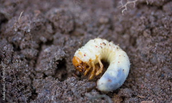 Fototapeta May beetle larva