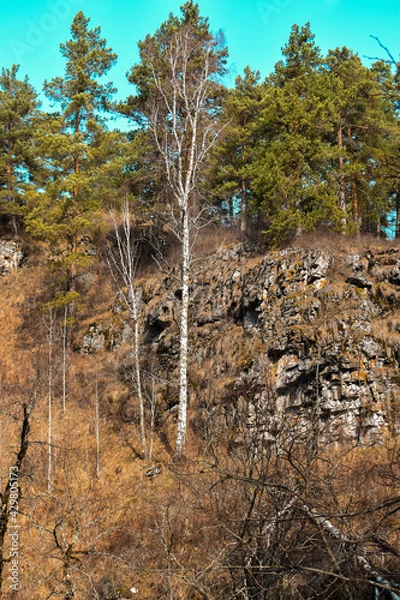 Obraz autumn in the forest
