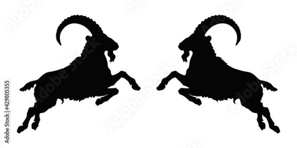 Obraz two mountain goats