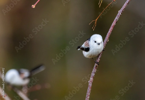 Obraz シマエナガ