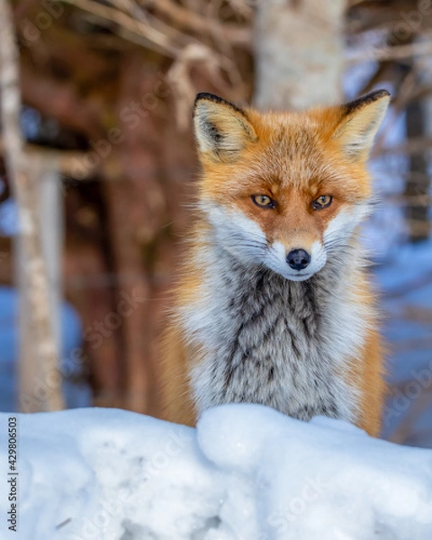 Fototapeta キタキツネ