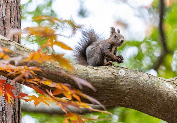 Fototapeta エゾリス