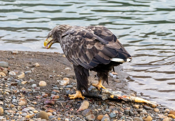 Obraz オジロワシ