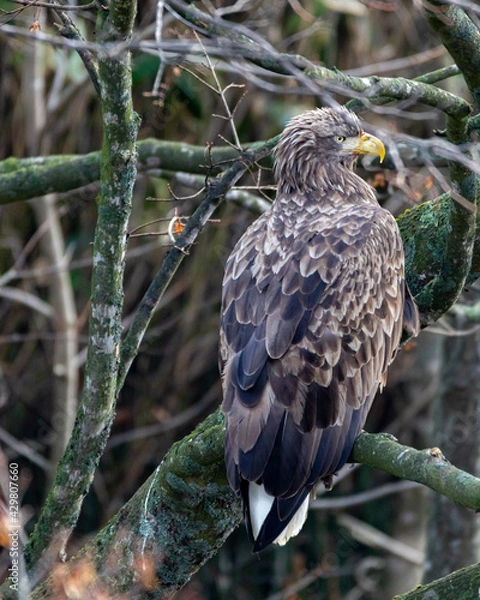 Obraz オジロワシ