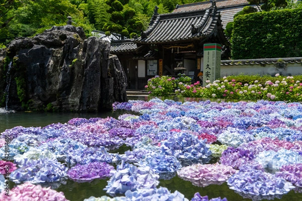Fototapeta 大阪府池田市 北摂の古刹「久安寺のあじさいうかべ」