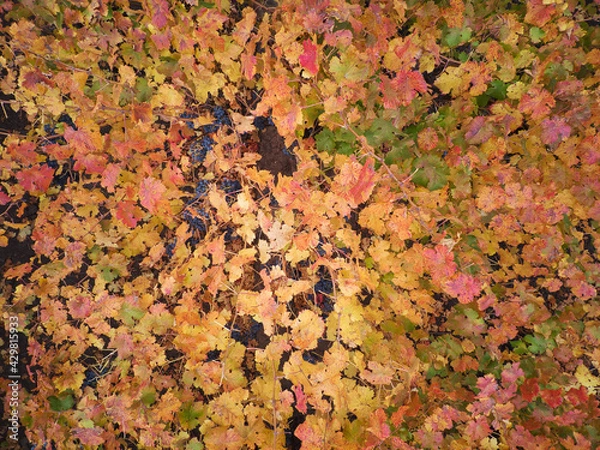 Fototapeta Autumn Colors And Textures, Aerial View Of The Colchagua Vineyards ( 7 - 7 )