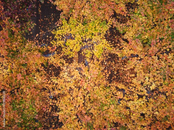 Fototapeta Autumn Colors And Textures, Aerial View Of The Colchagua Vineyards ( 5 - 7 )