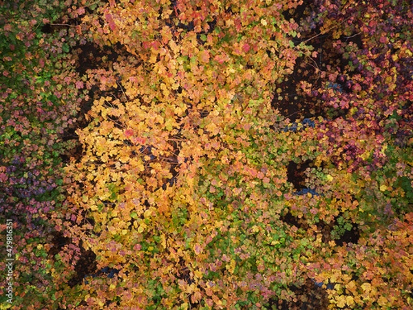 Fototapeta Autumn Colors And Textures, Aerial View Of The Colchagua Vineyards ( 4 - 7 )