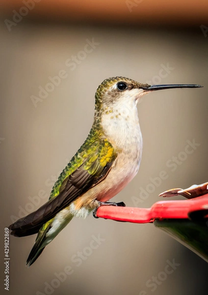 Fototapeta hummingbird on a feeder
