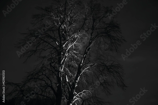 Fototapeta Nightmare Tree