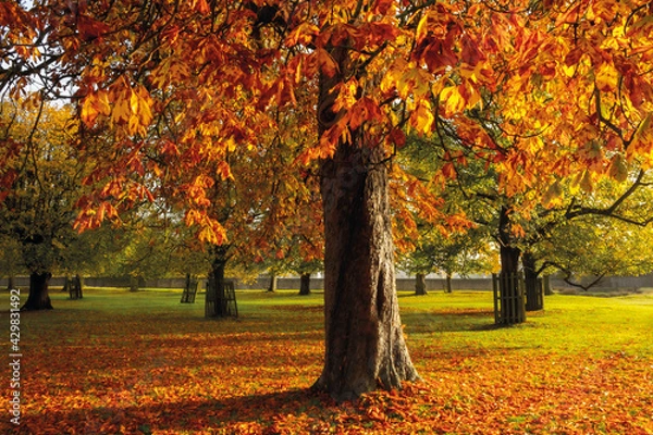 Obraz Sunlit Autumn Tree