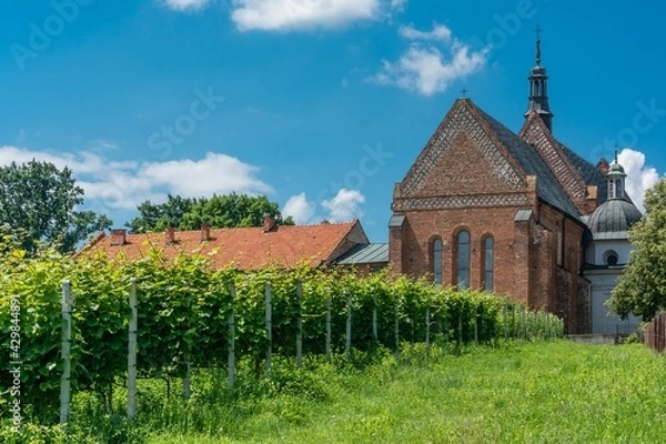 Obraz winnica w Sandomierzu