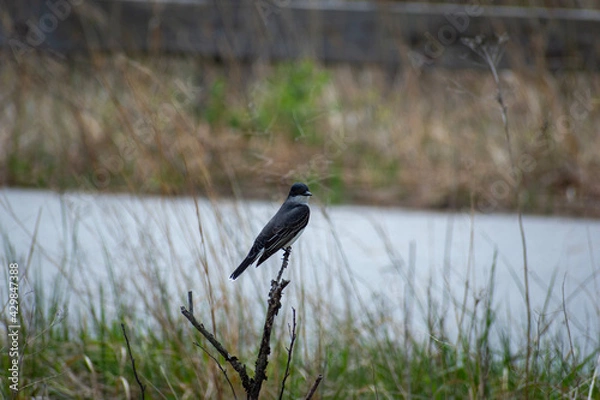 Obraz winged blackbird