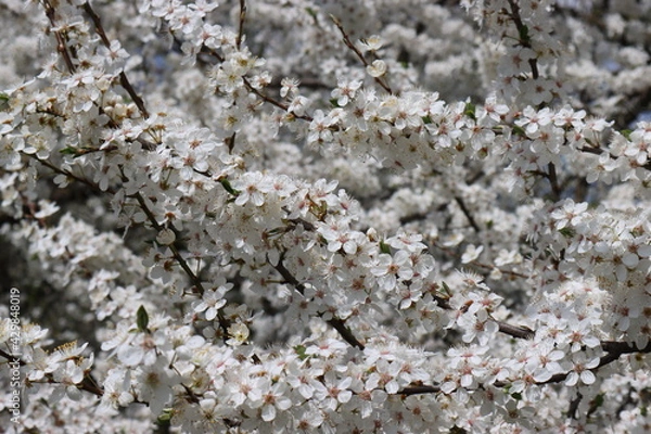 Obraz Plum flowers in the spring