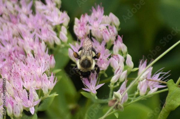 Obraz bee on lavender