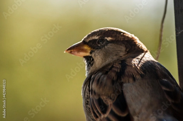 Obraz sparrow on a fence