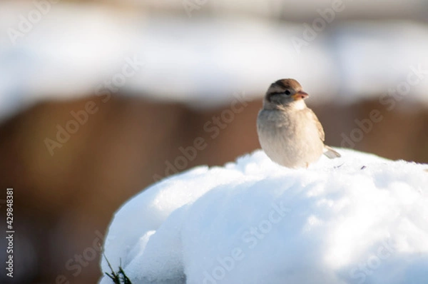 Obraz bird on a branch