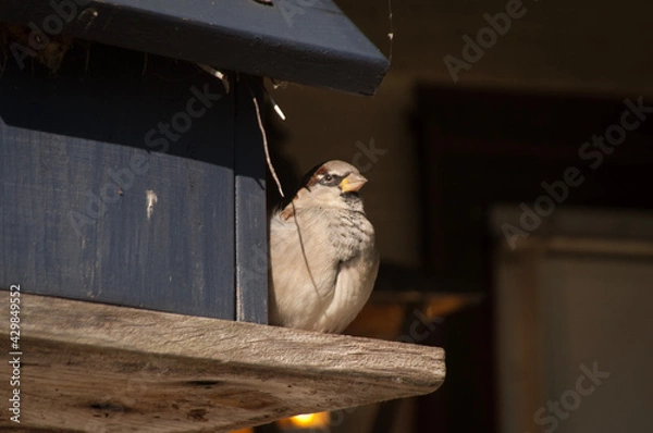 Obraz pigeon on a fence