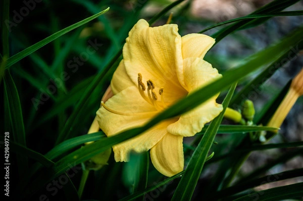 Fototapeta yellow flower