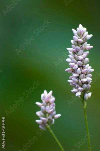 Obraz flower of a flower