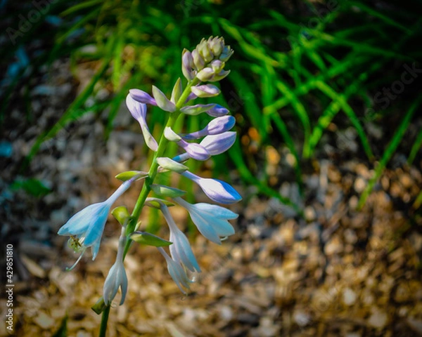 Obraz flowers in the garden