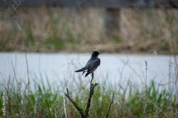 Obraz crow on the water