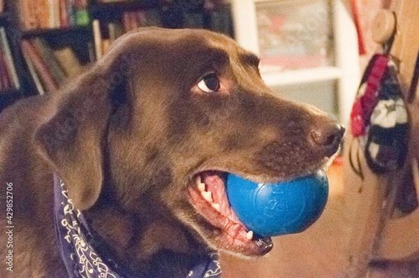 Obraz portrait of a dog