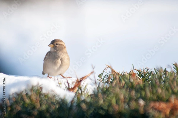 Obraz sparrow on a branch