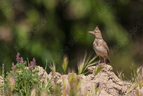 Obraz The crested lark (Galerida cristata), common to mainland Europe, is a non-migratory bird.