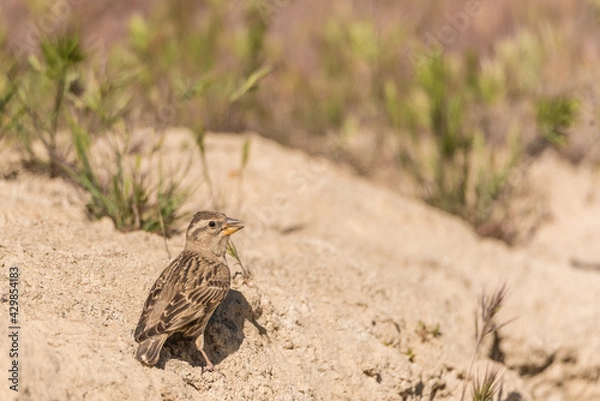 Obraz The rock sparrow or rock petronia (Petronia petronia) is a small passerine bird.