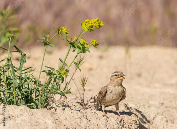 Obraz The rock sparrow or rock petronia (Petronia petronia) is a small passerine bird.
