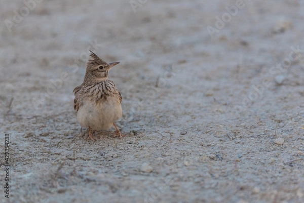 Obraz The crested lark (Galerida cristata), common to mainland Europe, is a non-migratory bird.