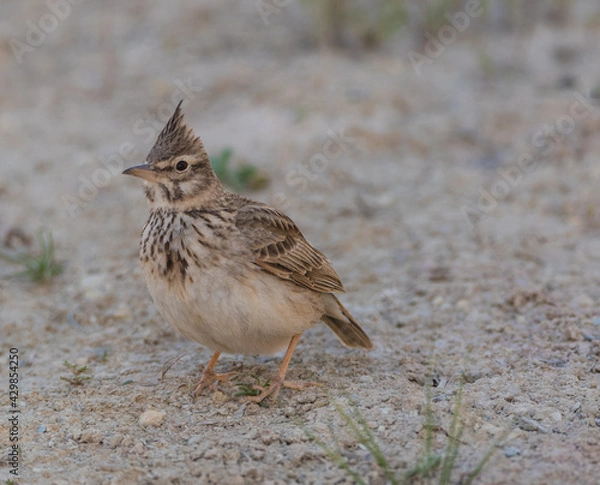 Obraz The crested lark (Galerida cristata), common to mainland Europe, is a non-migratory bird.