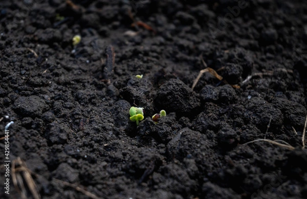 Obraz 発芽した山東菜