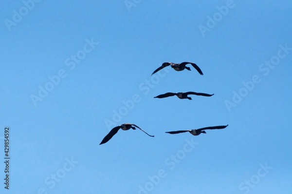 Obraz birds in flight