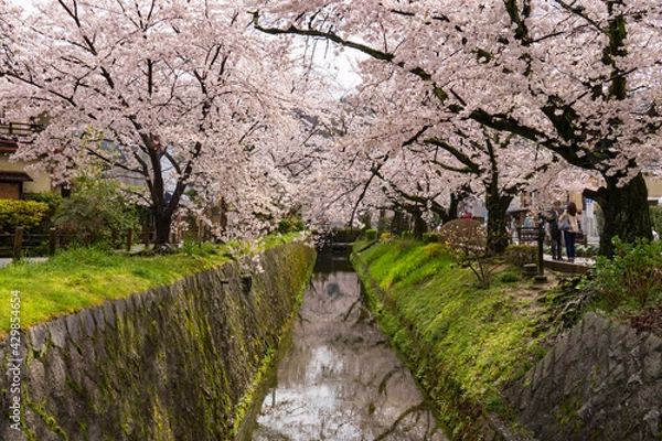 Obraz 春・哲学の道・京都