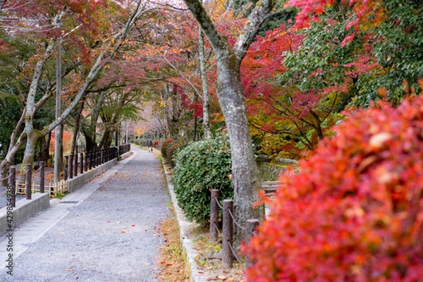 Obraz 秋・哲学の道・京都