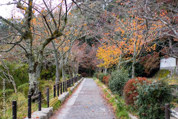 Obraz 秋・哲学の道・京都