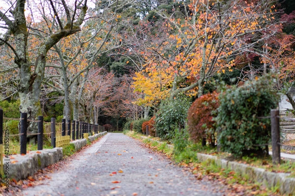 Obraz 秋・哲学の道・京都