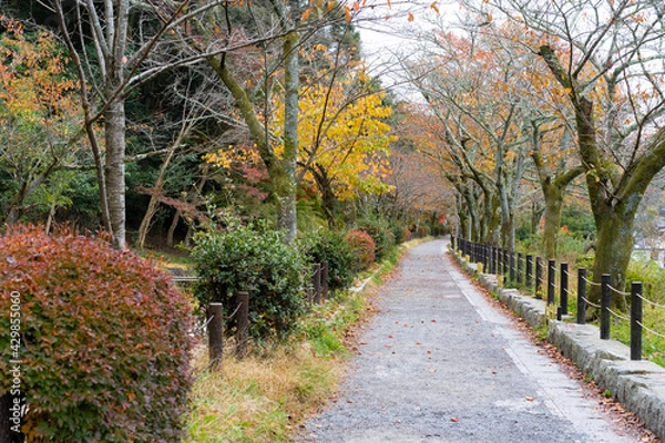 Obraz 秋・哲学の道・京都