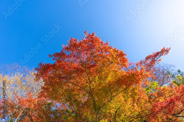 Obraz 紅葉・京都